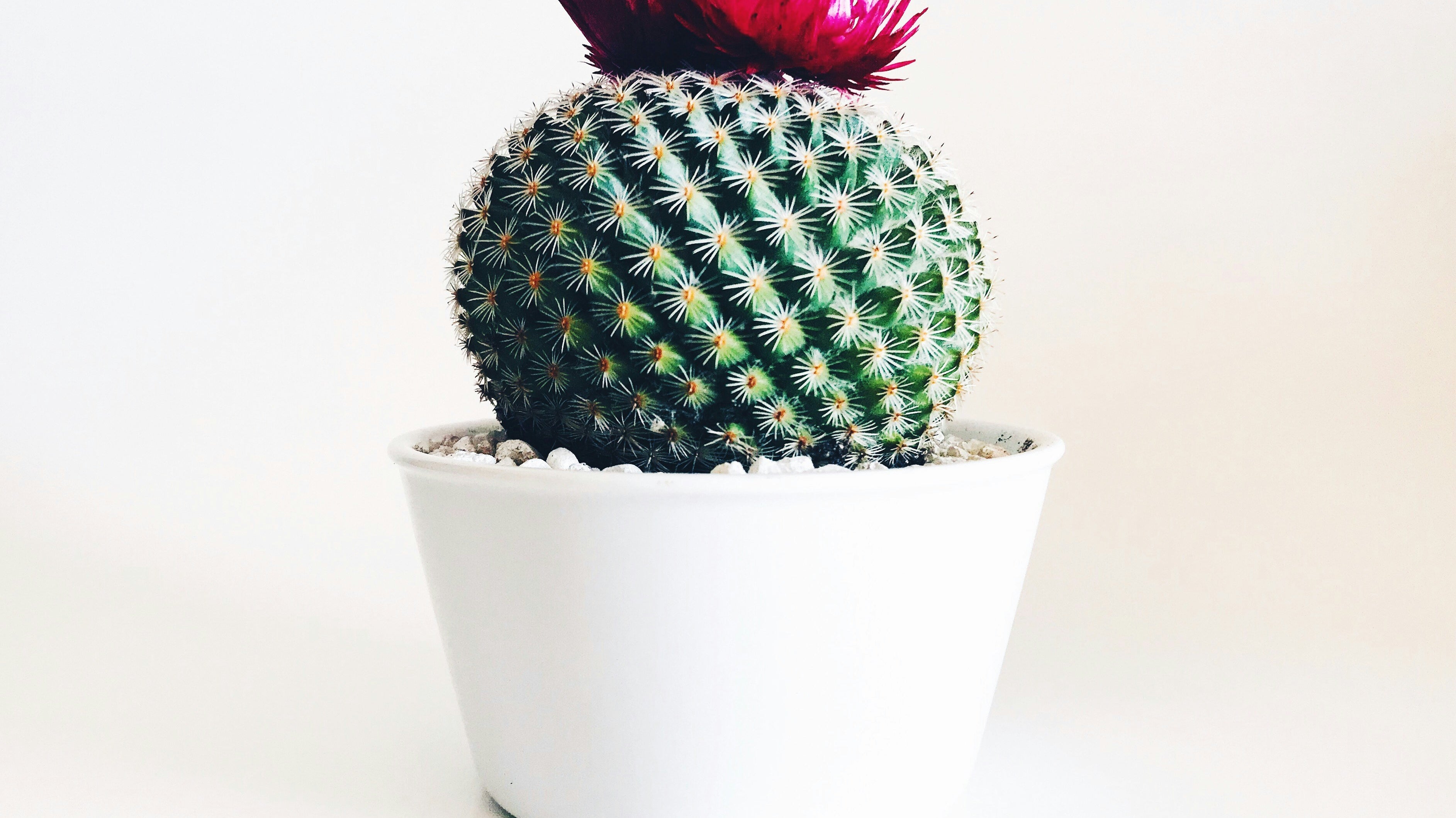 Transform Garage Sale Finds into Garden Masterpieces