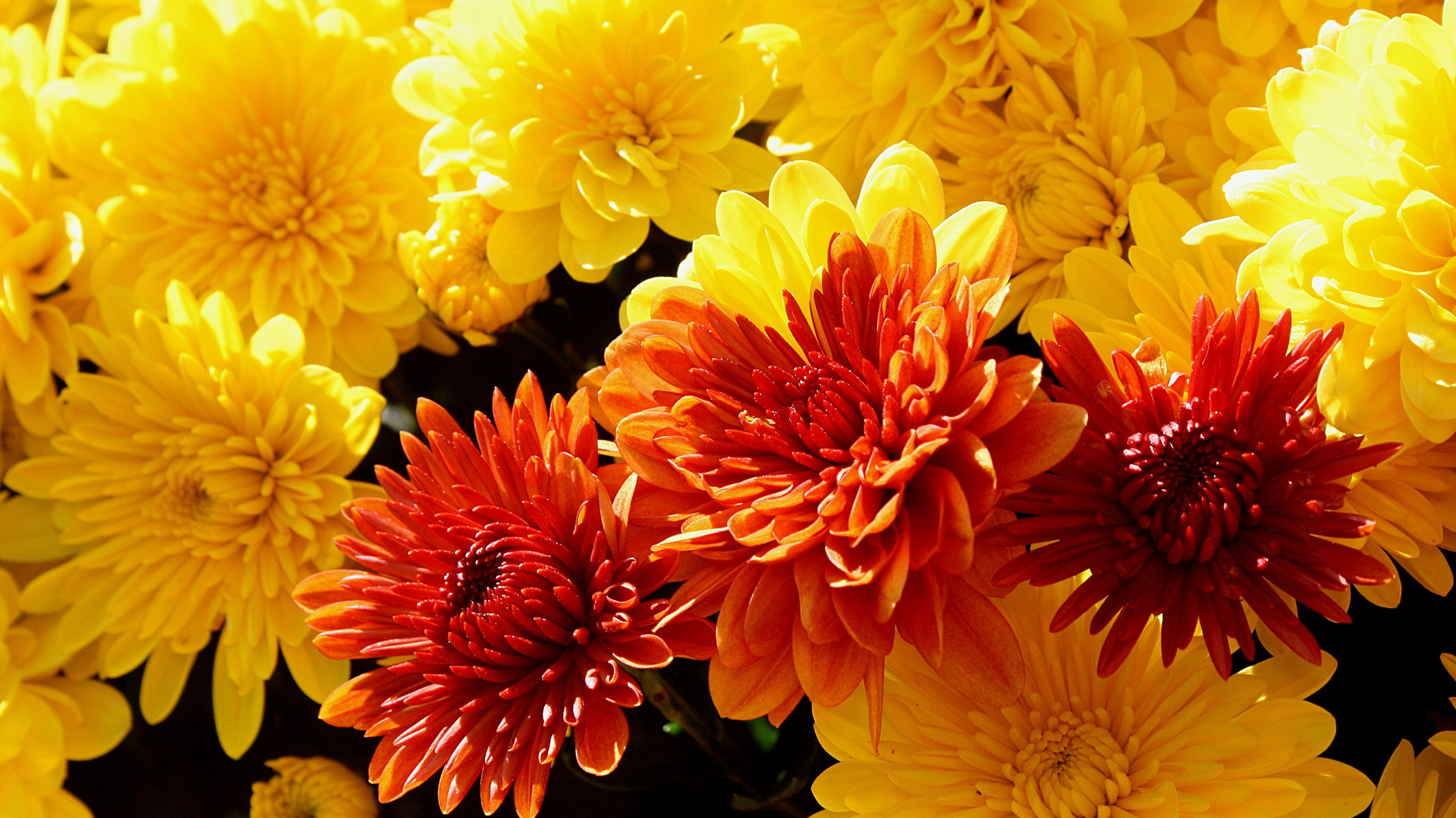 5 Best Fall Flowers for Your Ontario Garden and Containers
