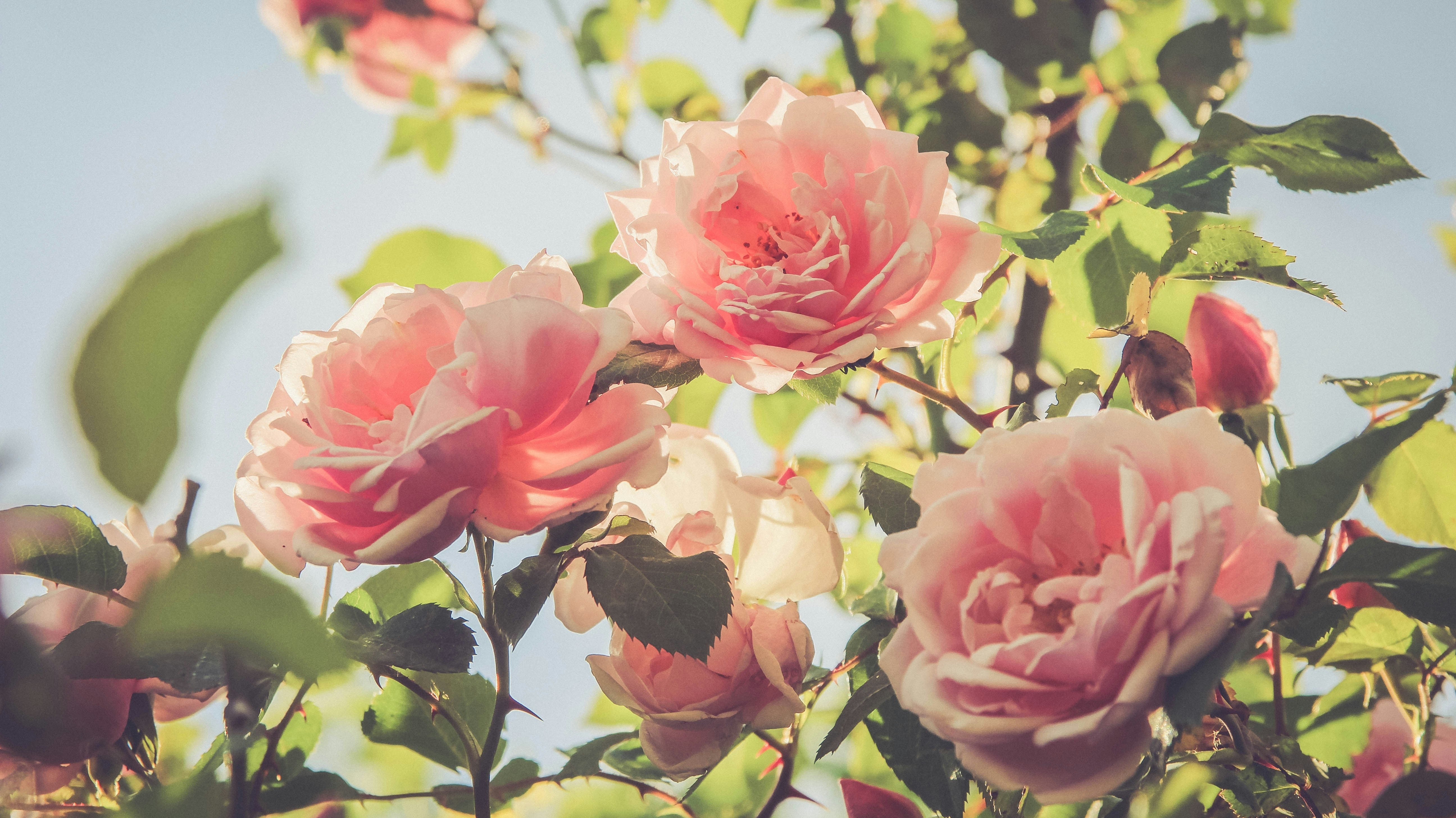 7 Annuals to Plant in June for a Full Summer of Colour