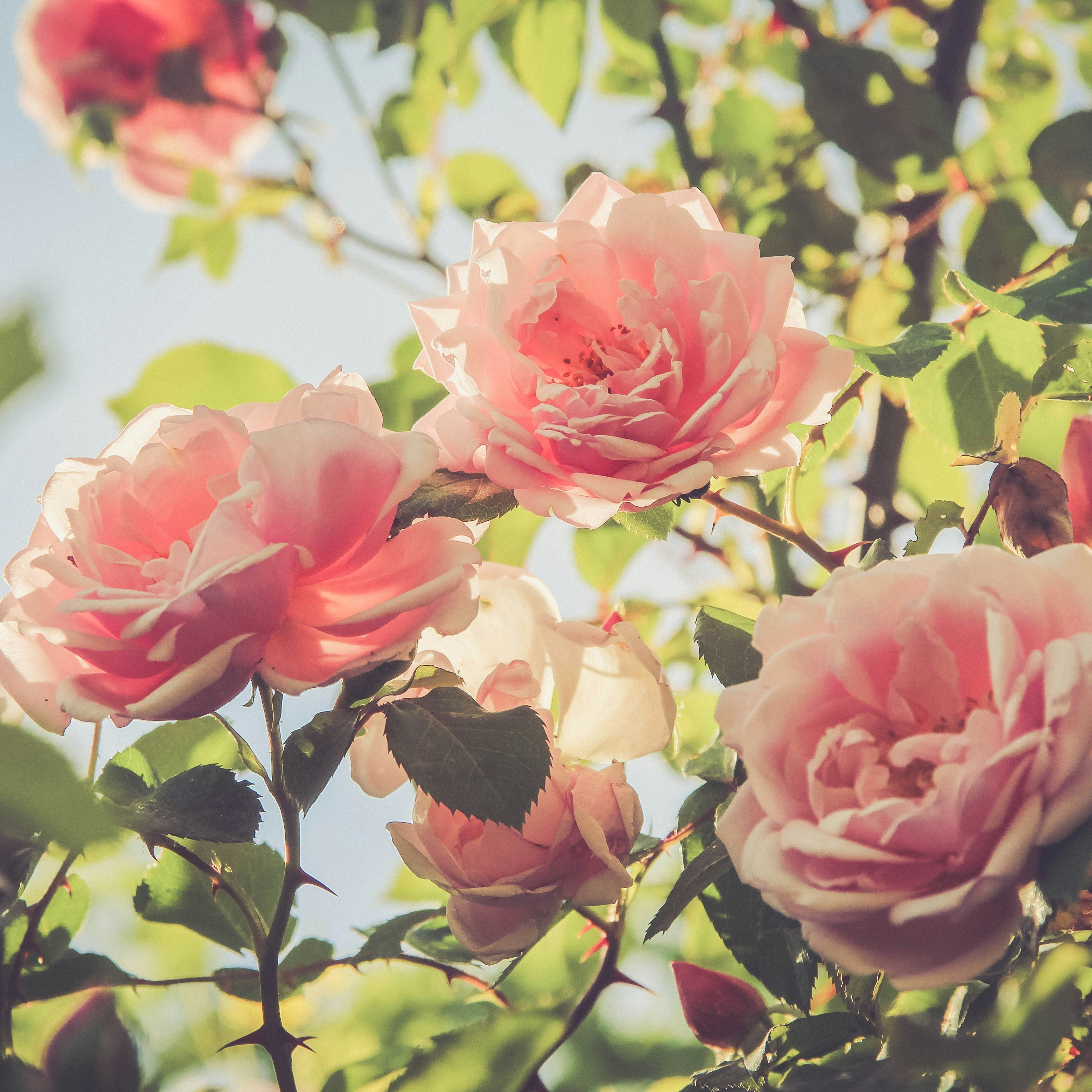 7 Annuals to Plant in June for a Full Summer of Colour