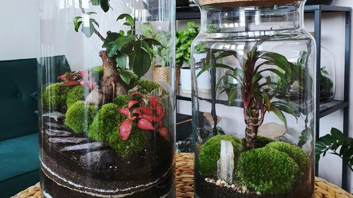 Create Your Own Terrific Terrarium