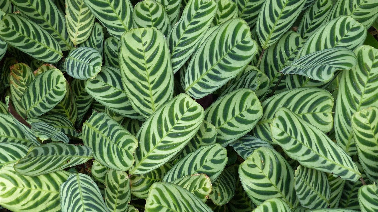 Tropical Foliage Plants