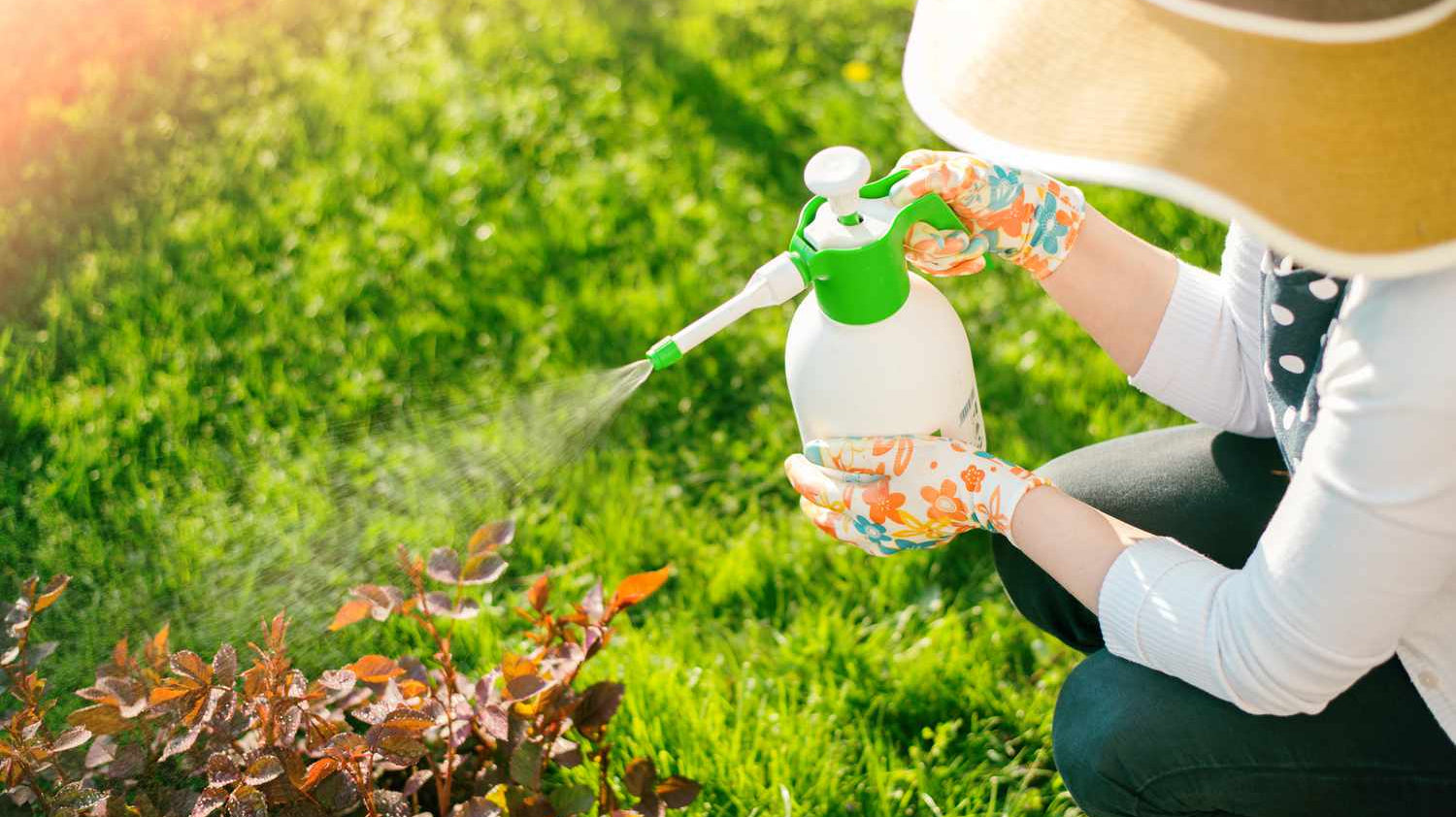 How To Prevent Pests in Your Houseplants ?