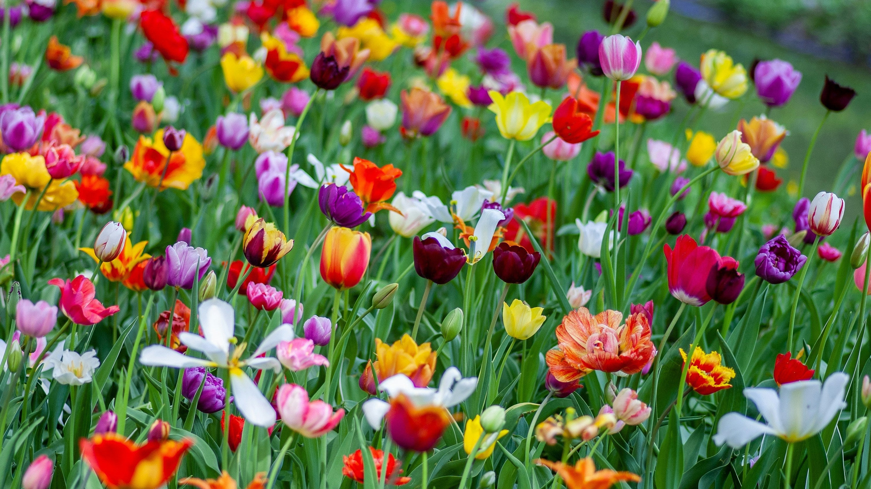 Which Spring Bulbs to Plant Now for a Colourful Spring Garden