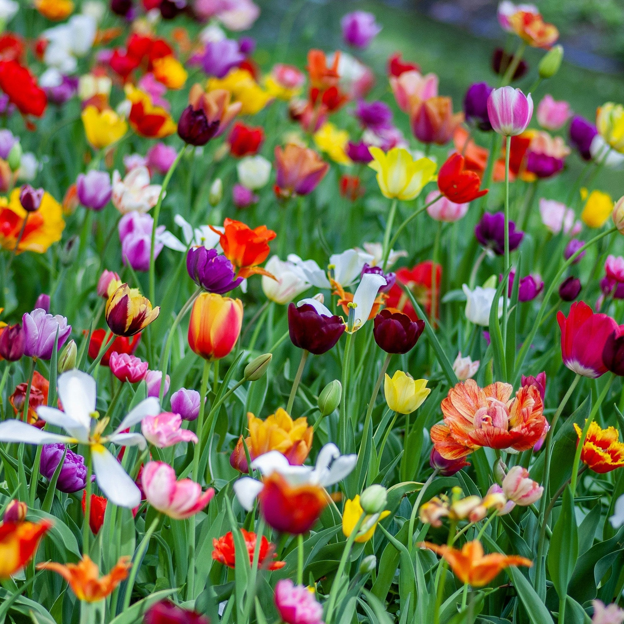 Which Spring Bulbs to Plant Now for a Colourful Spring Garden