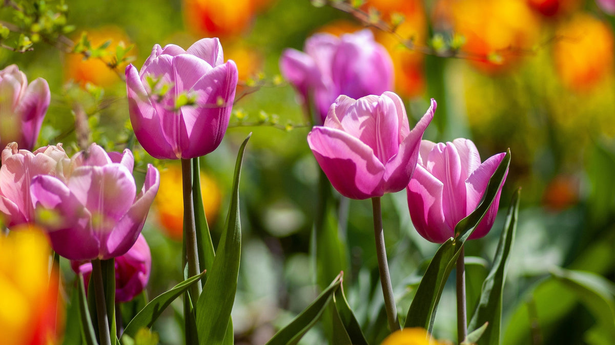 How to Plant Spring Bulbs for a Stunning April Garden