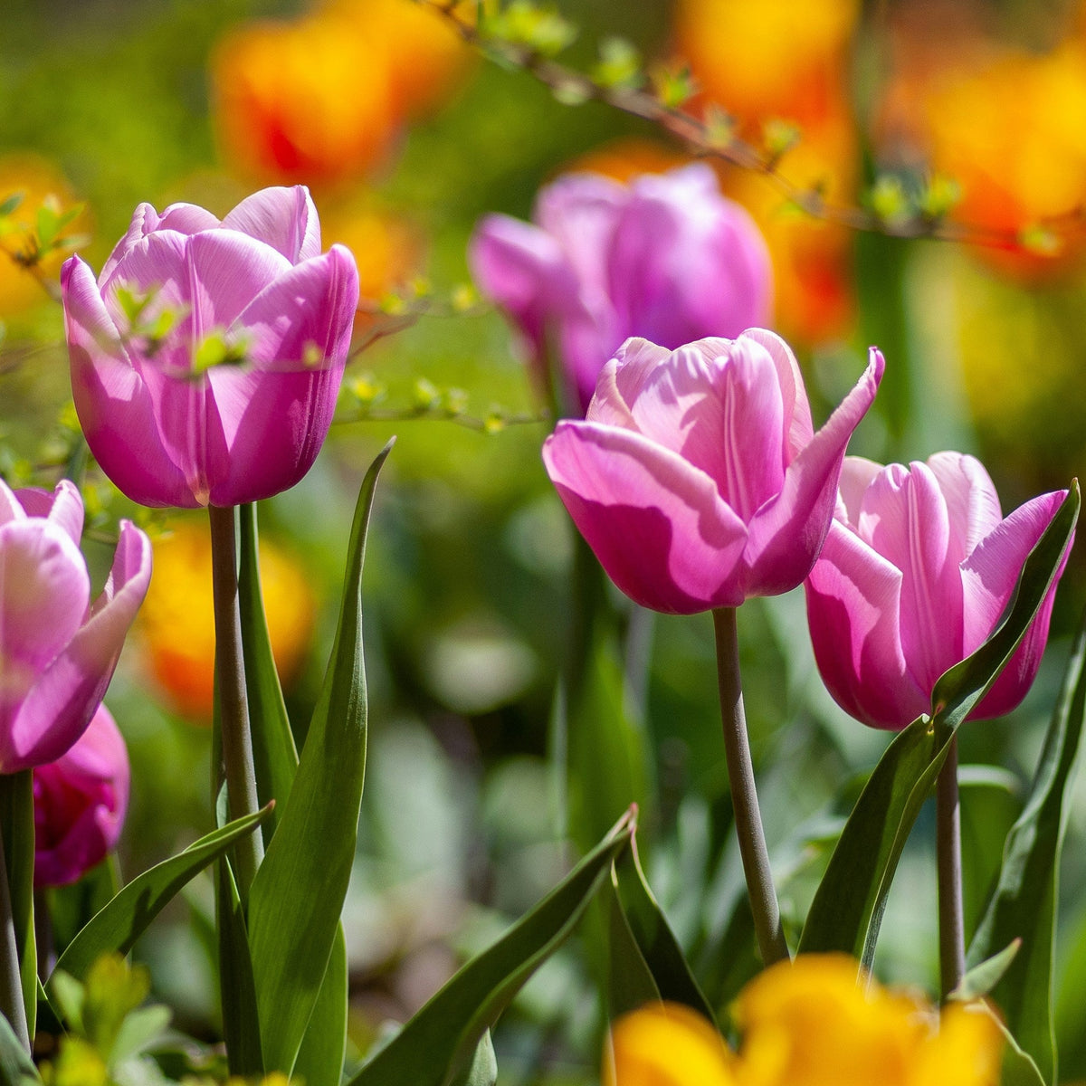 How to Plant Spring Bulbs for a Stunning April Garden