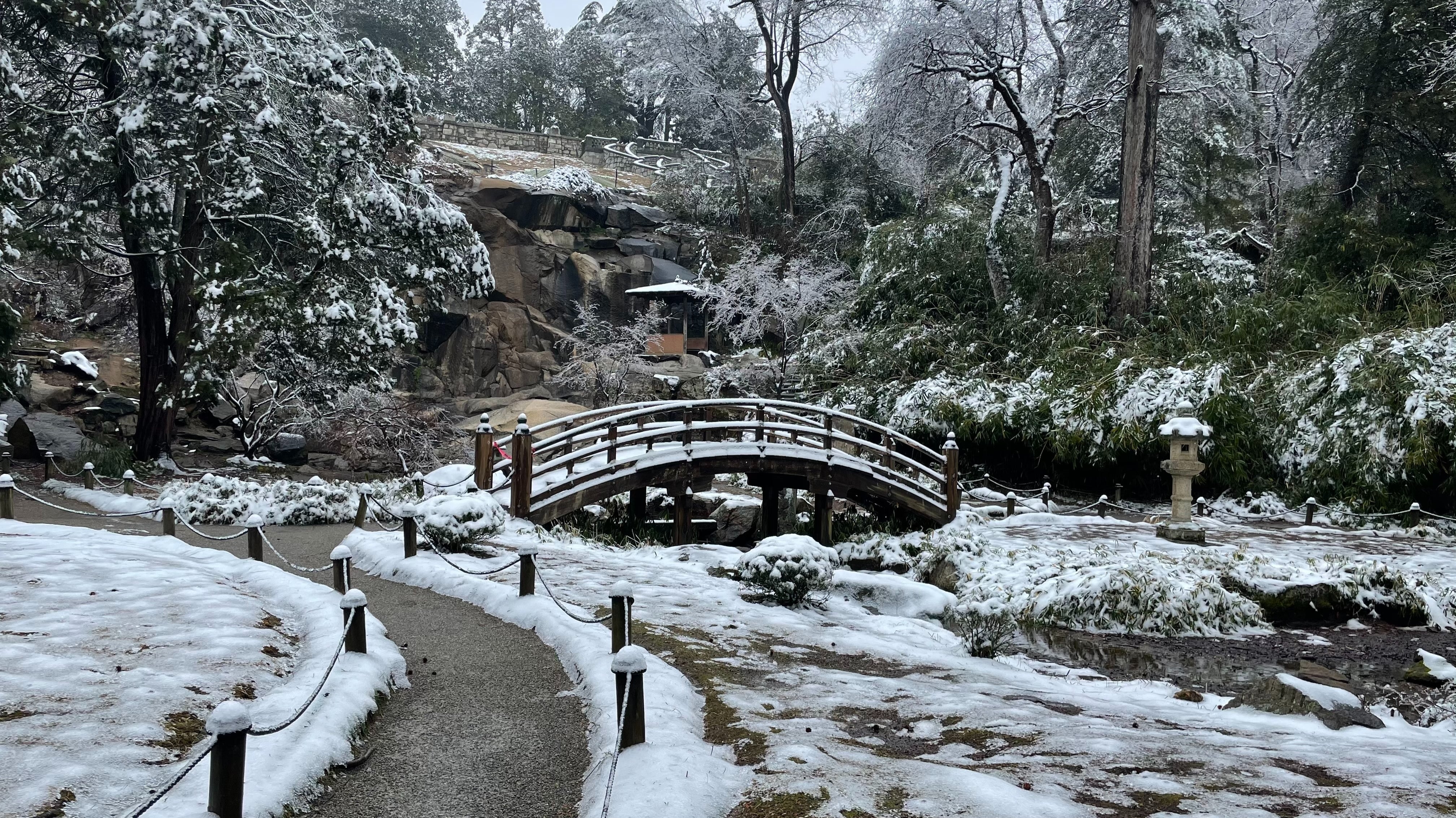 The Best Winter Plants for Colorful Landscapes