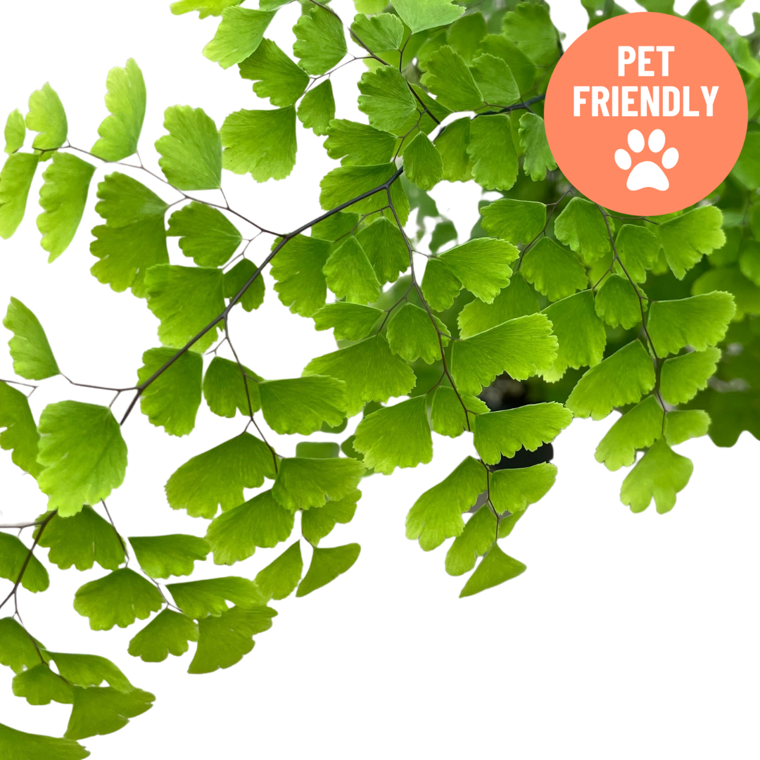 Maidenhair Fern with delicate fronds at Lakeside Garden Gallery Brampton Ontario