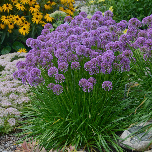 Allium Millenium with globe-shaped purple blooms at Lakeside Garden Gallery Brampton Ontario