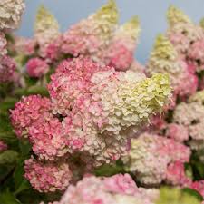 Berry White Hydrangea with white blooms ageing to pink and red at Lakeside Garden Gallery Brampton Ontario