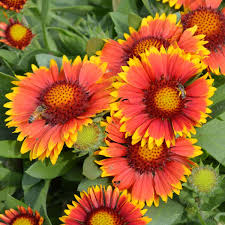 Blanket Flower Arizona Sun with fiery red and yellow blooms at Lakeside Garden Gallery Brampton Ontario