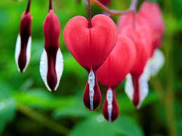 Bleeding Heart plant with pink heart-shaped flowers at Lakeside Garden Gallery Brampton Ontario
