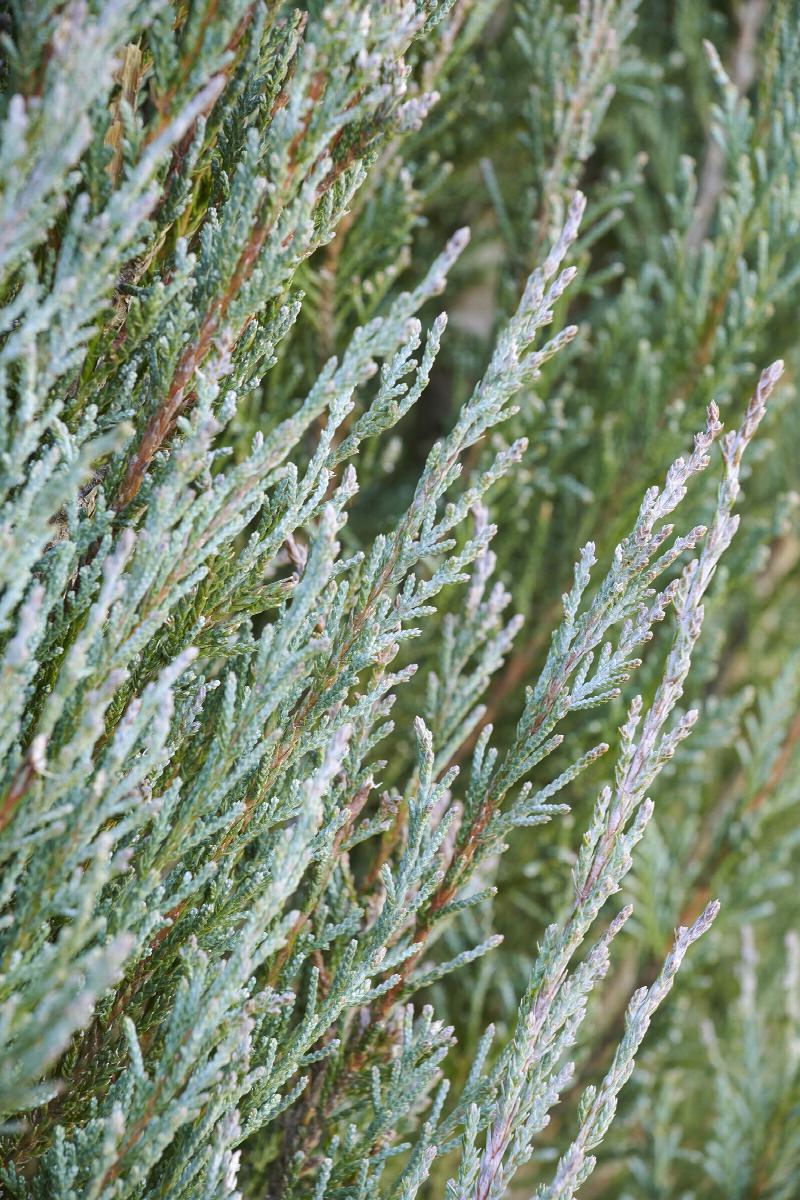 Blue Arrow Juniper upright evergreen with blue foliage at Lakeside Garden Gallery Brampton Ontario