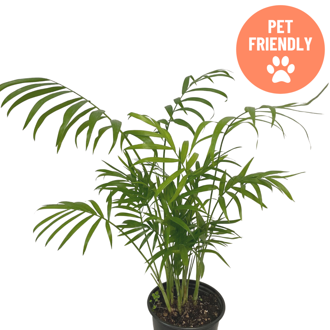 Chamaedorea elegans Parlor Palm in decorative pot available in Ontario