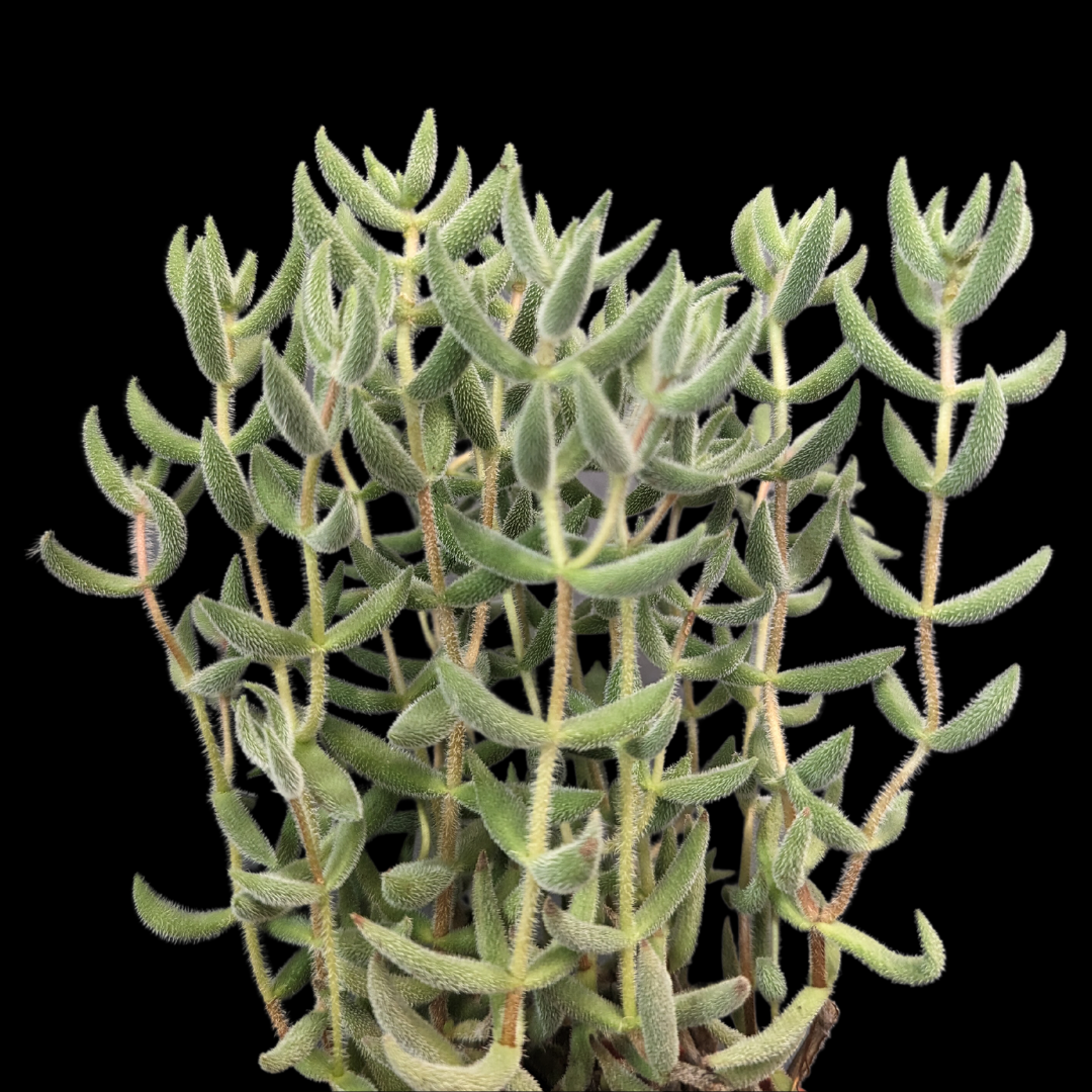 Unique fuzzy succulent Crassula mesembryanthemoides for sale in Ontario