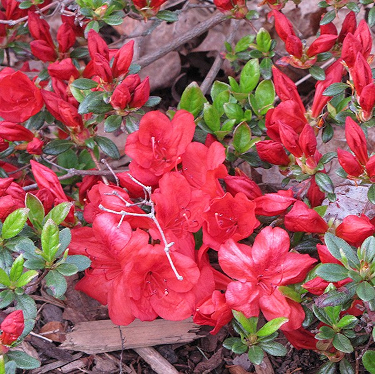 Fireball Deciduous Azalea with fiery red-orange blooms at Lakeside Garden Gallery Brampton Ontario