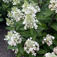 Flare Hydrangea Bloomin’ Easy with white to red blooms at Lakeside Garden Gallery Brampton Ontario