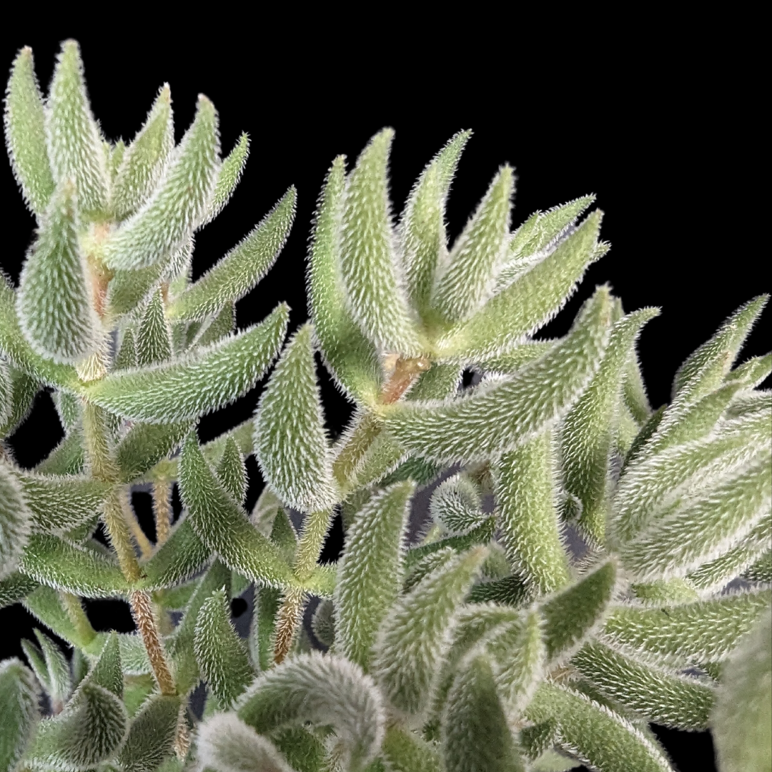 Crassula mesembryanthemoides succulent with fuzzy silvery leaves at Lakeside Garden Gallery Brampton Ontario