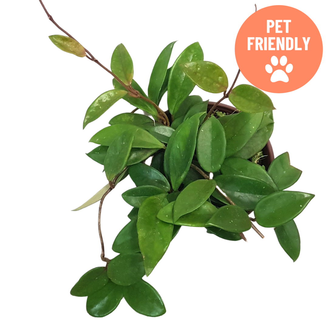Hoya carnosa wax plant with glossy leaves at Lakeside Garden Gallery Brampton Ontario