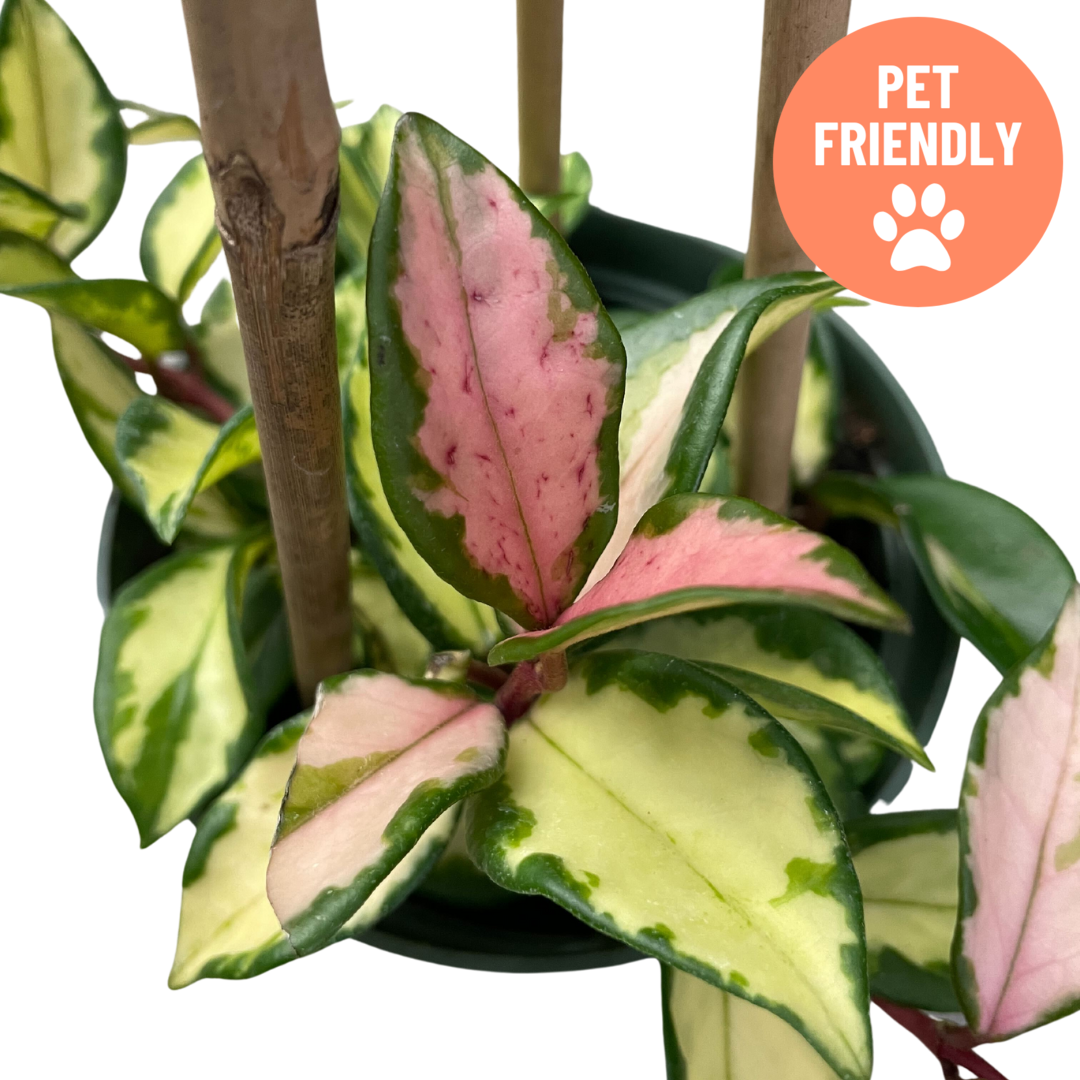 Hoya carnosa Tricolour houseplant with pink and white variegated leaves at Lakeside Garden Gallery Brampton Ontario