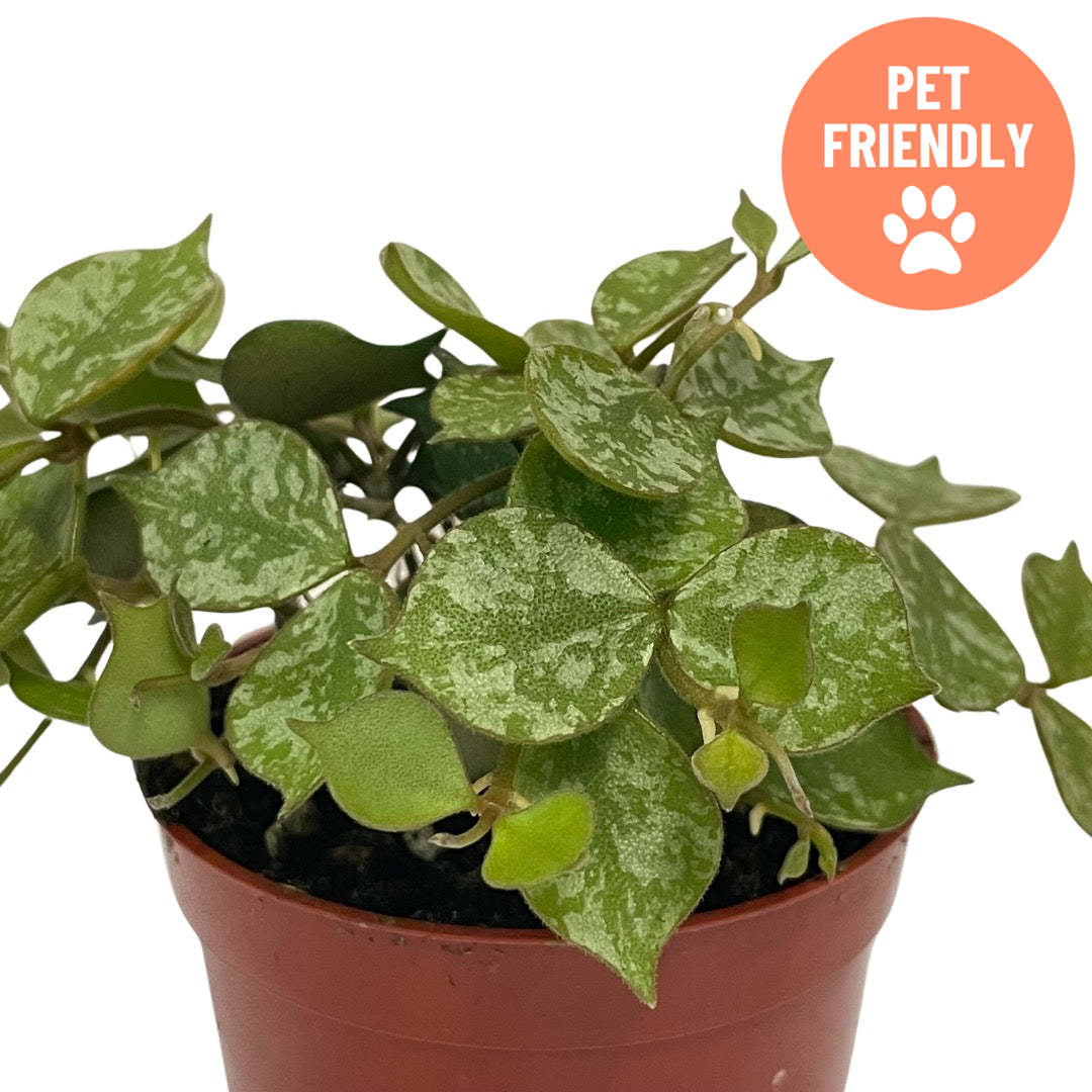 Hoya curtisii trailing wax plant with tiny silver-mottled leaves at Lakeside Garden Gallery Brampton Ontario