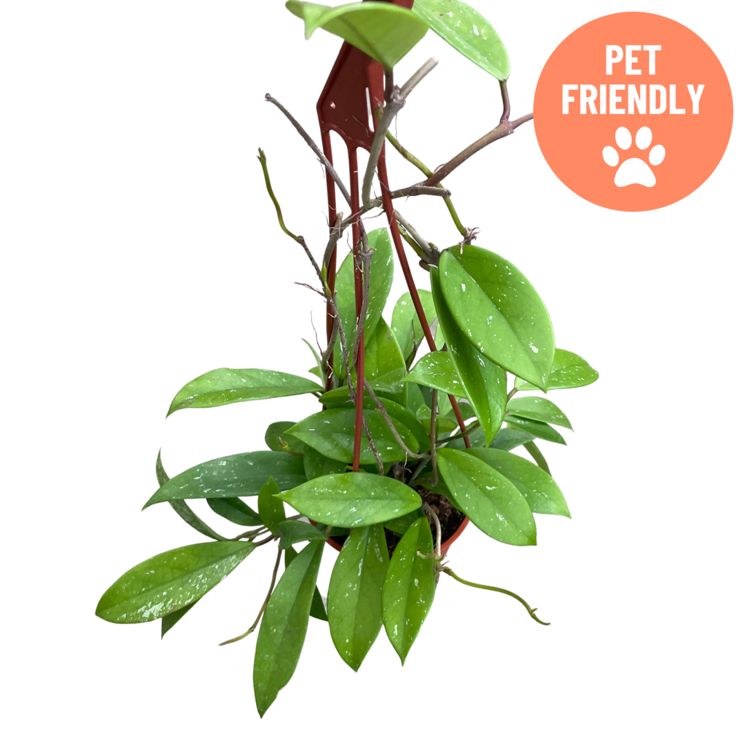 Pet friendly Hoya pubicalyx Speckled vine with trailing stems