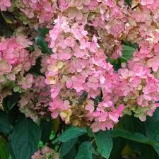 Hydrangea Pink Diamond panicle hydrangea with white to pink blooms at Lakeside Garden Gallery Brampton Ontario