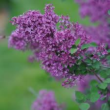 Bloomerang Dark Purple Lilac Proven Winners with deep purple blooms at Lakeside Garden Gallery Brampton Ontario