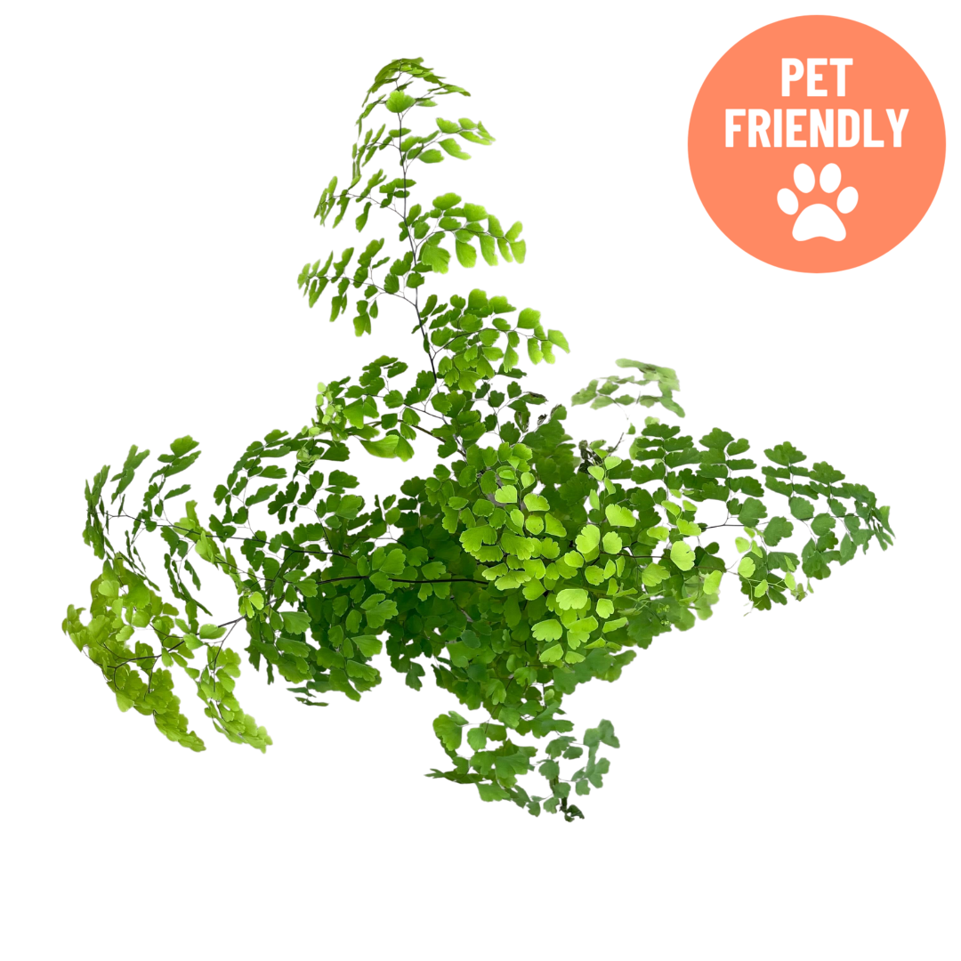 Adiantum maidenhair fern houseplant in decorative pot