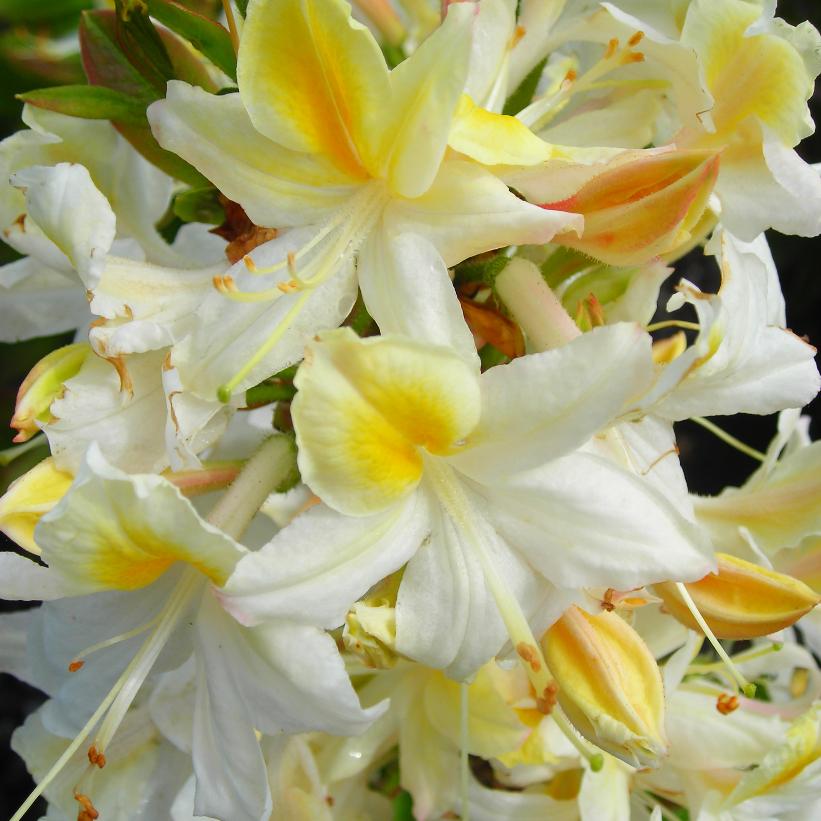 Northern Hi-Lights Deciduous Azalea with white and yellow blooms at Lakeside Garden Gallery Brampton Ontario