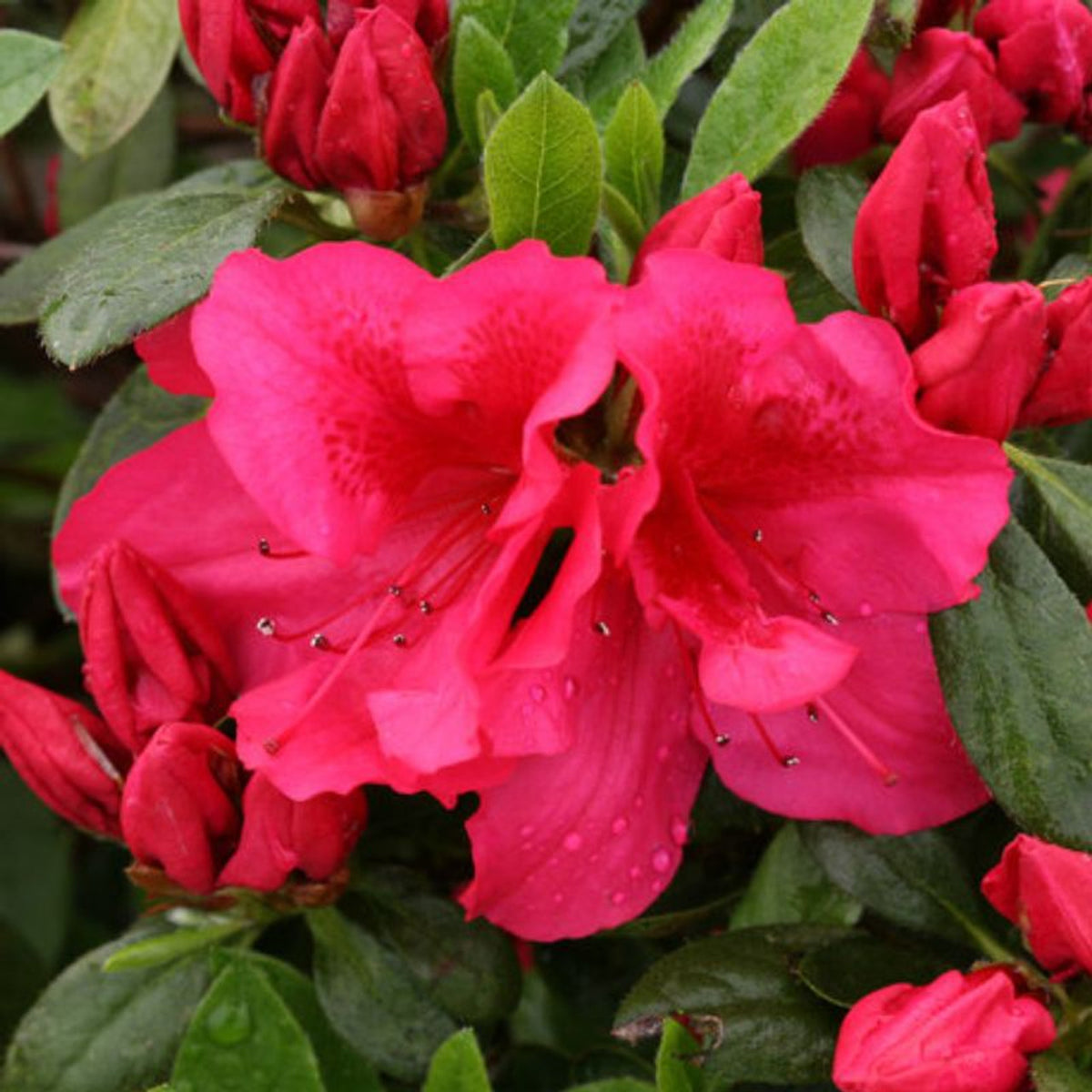 Red Demon' Deciduous Azalea – Lakeside Garden Gallery