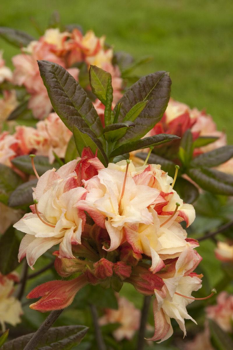 Rhododendron Cannon’s Double hardy deciduous azalea Ontario