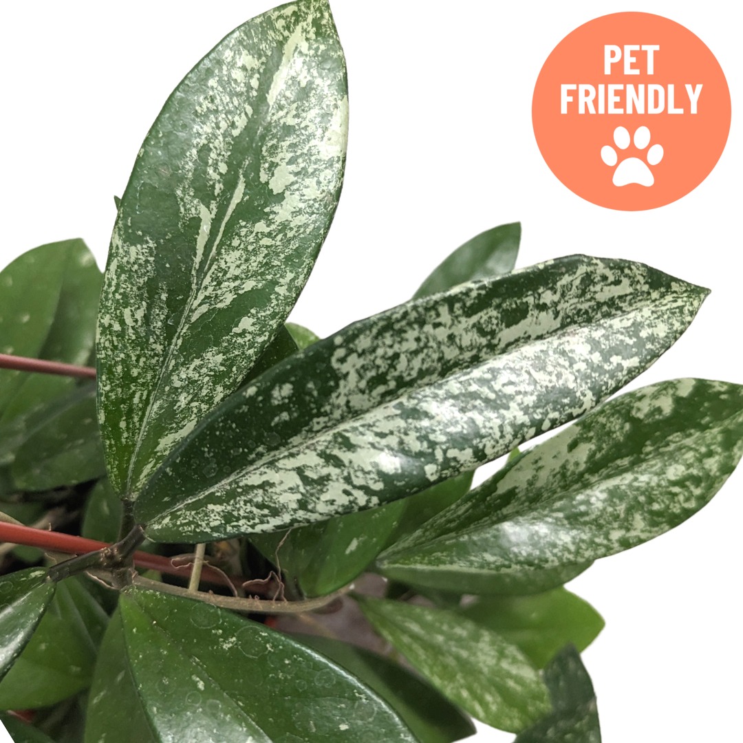 Wax plant Hoya pubicalyx Speckled in decorative hanging pot