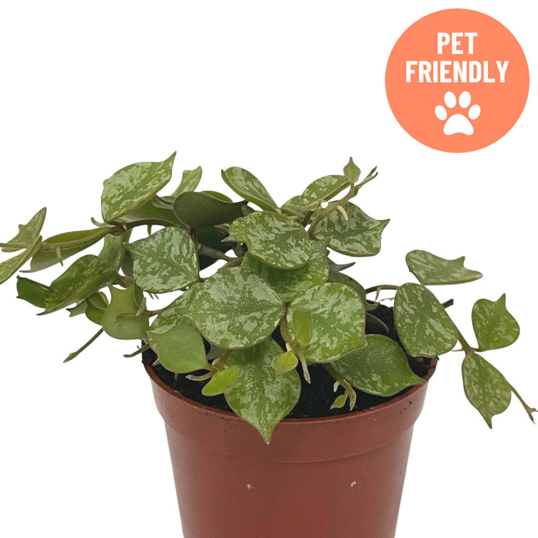 Small-leaved Hoya curtisii houseplant in decorative pot Ontario