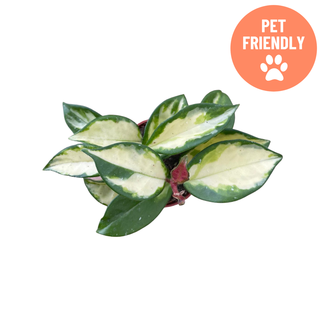 Wax plant Hoya Tricolour trailing vine with colourful variegated foliage