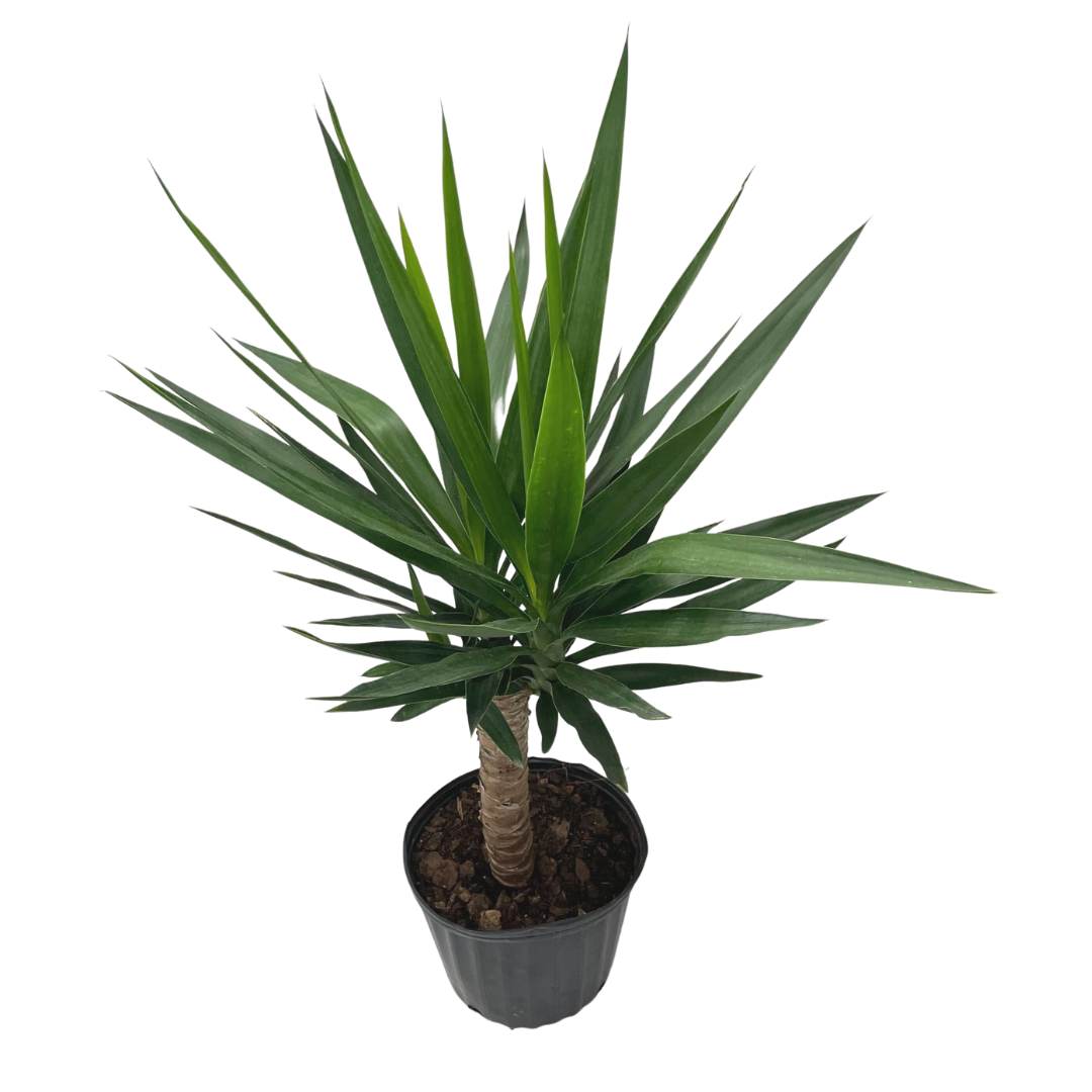 Yucca Cane – Lakeside Garden Gallery
