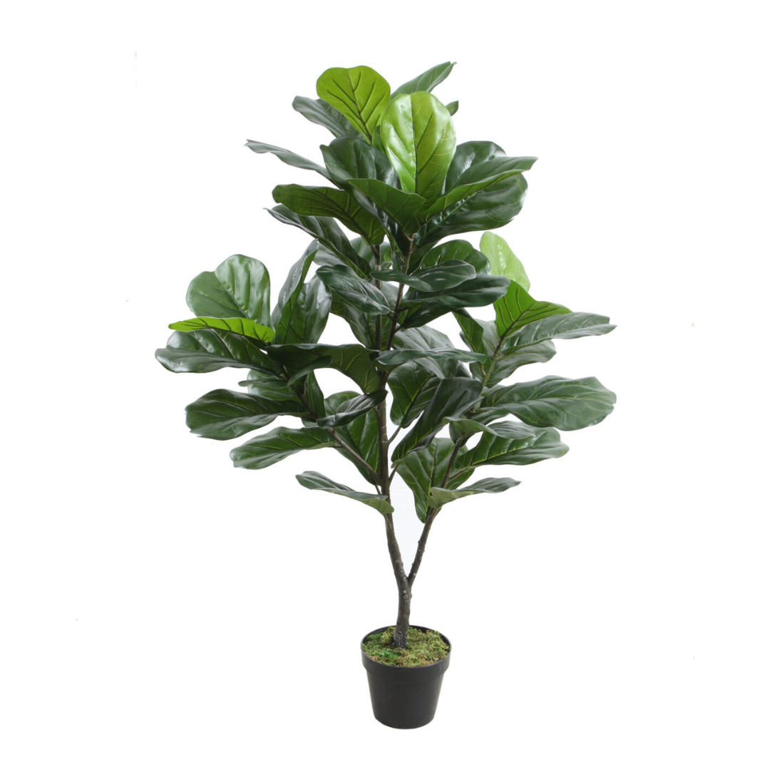 Fiddle Leaf Fig Silk Plant Lakeside Garden Gallery