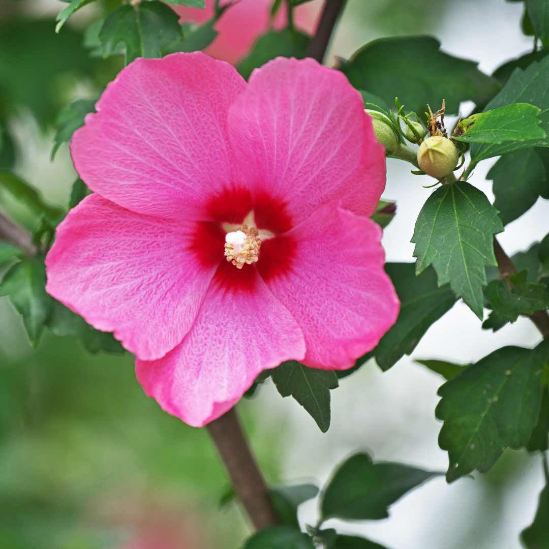 Rose of Sharon Woodbridge Lakeside Garden Gallery