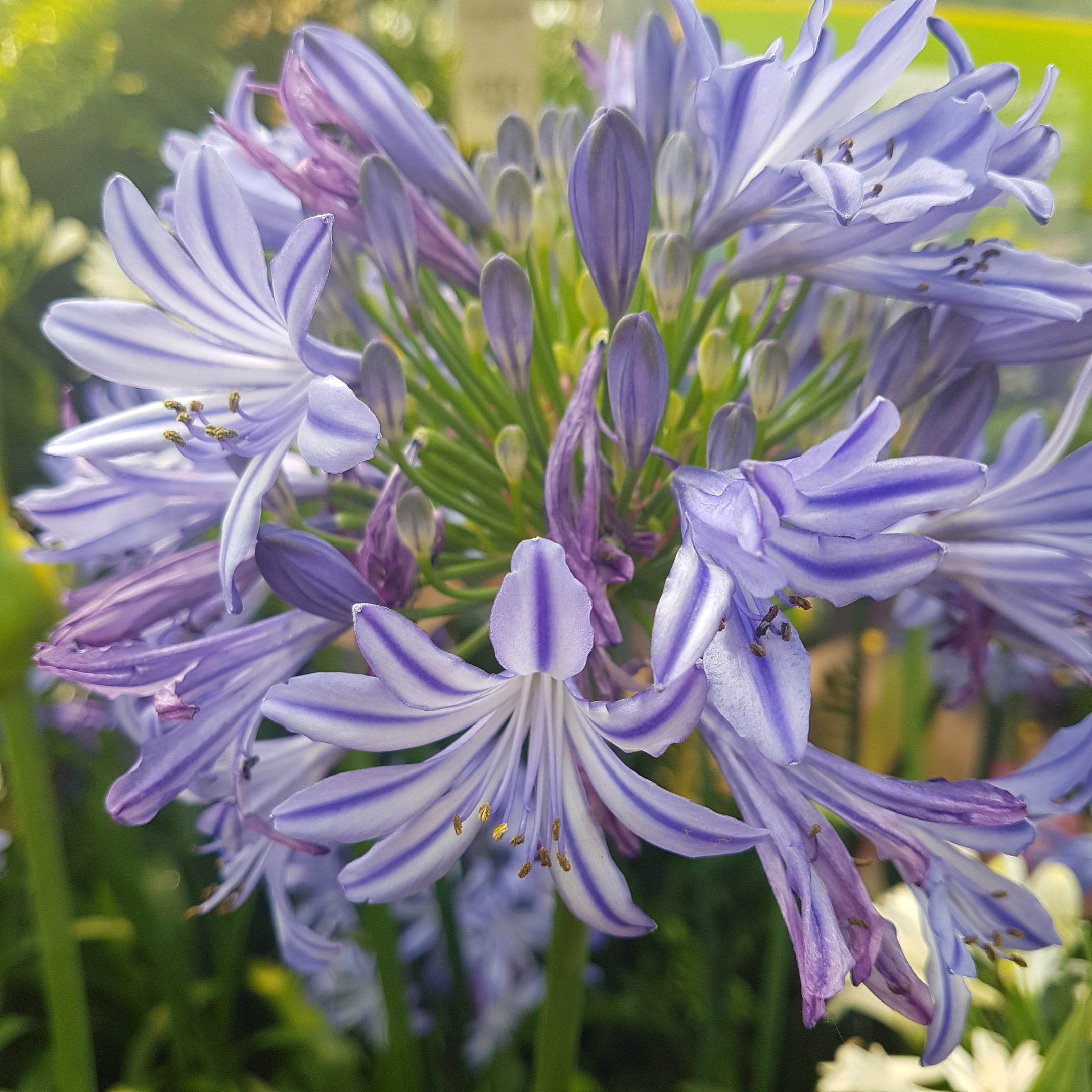 Agapanthus africanus African Lily flowering perennial in Ontario