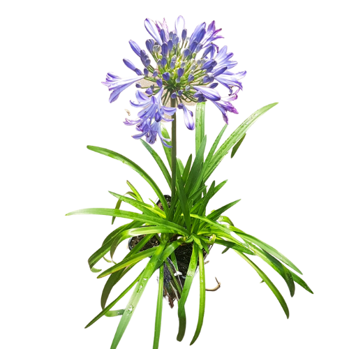 Agapanthus Lily of the Nile with tall blue blooms at Lakeside Garden Gallery Brampton Ontario