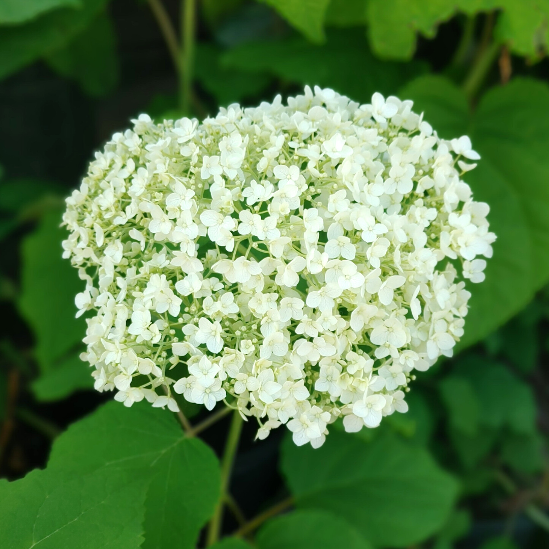Annabelle Hydrangea with large white snowball blooms at Lakeside Garden Gallery Brampton Ontario