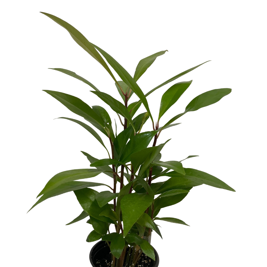 Ardisia humilis Shoebutton Plant with purple berries at Lakeside Garden Gallery Brampton Ontario