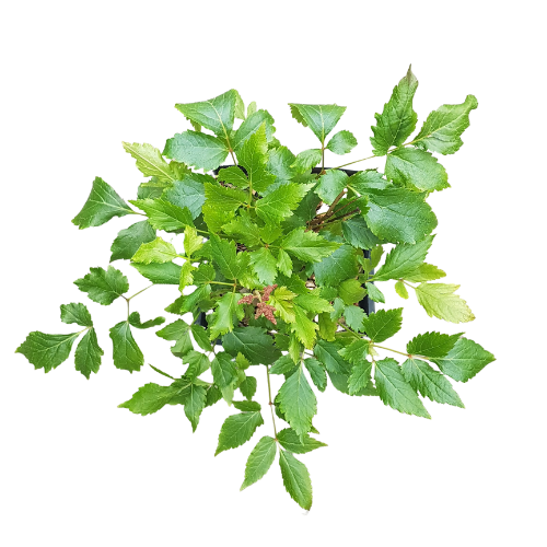 Astilbe Younique Ruby Red with bold ruby plumes at Lakeside Garden Gallery Brampton Ontario