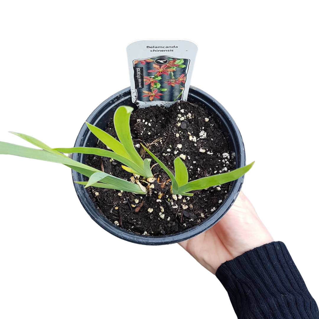 Blackberry Lily with orange spotted flowers at Lakeside Garden Gallery Brampton Ontario