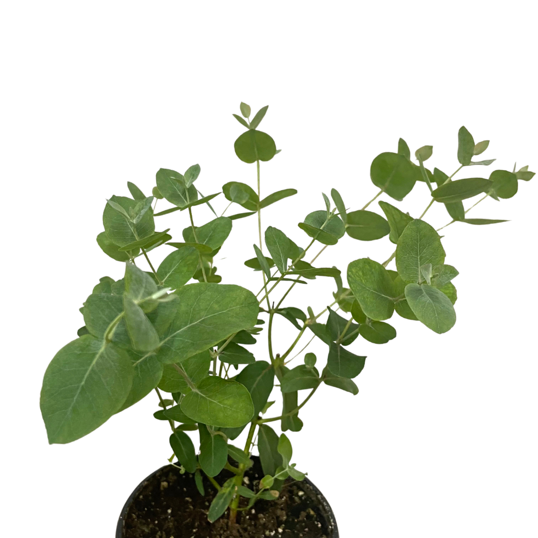 Eucalyptus plant with silvery green leaves at Lakeside Garden Gallery in Brampton Ontario
Eucalyptus potted plant for sale in Ontario garden centre
