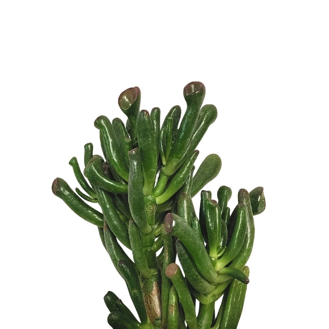 Finger Jade succulent plant in decorative pot Ontario garden centre