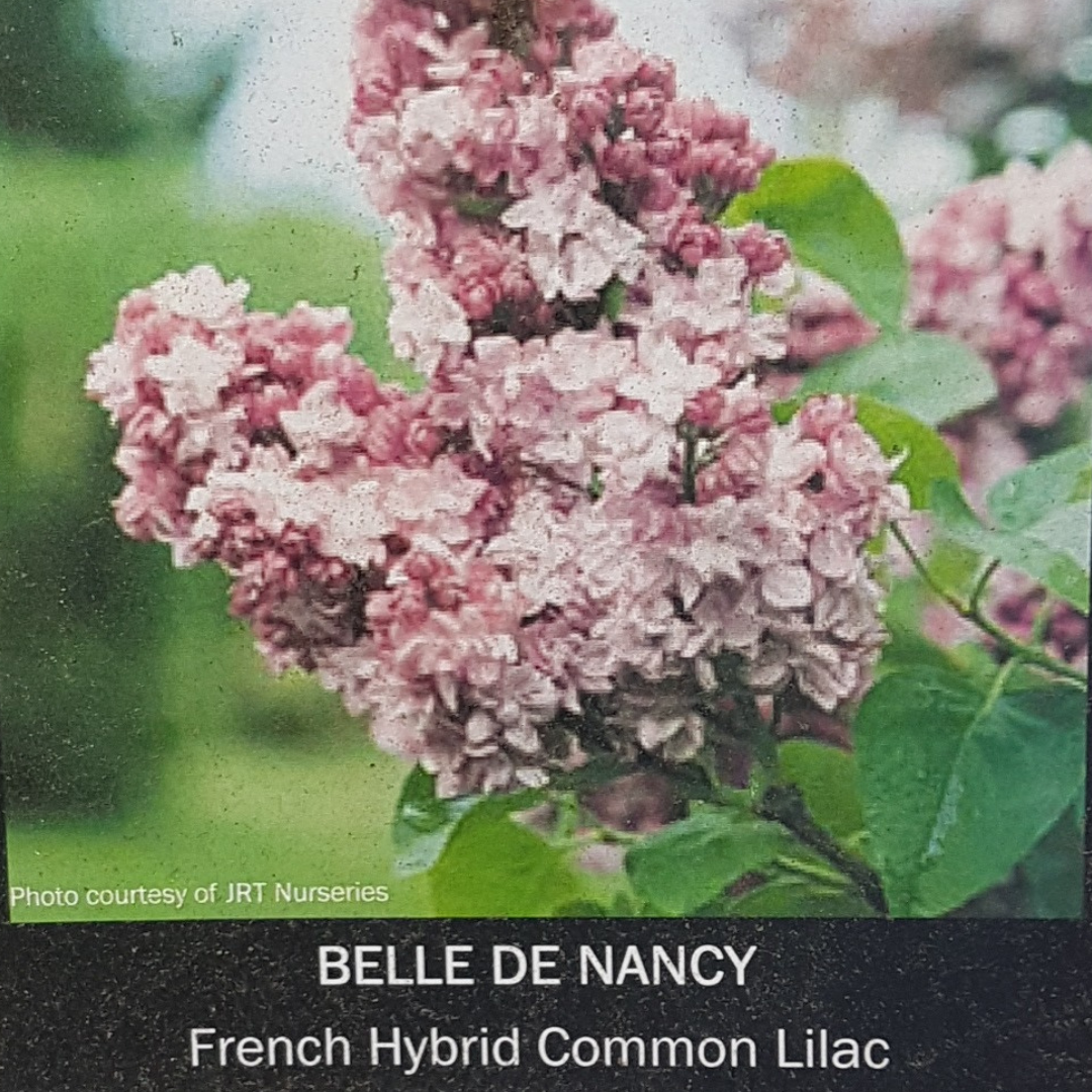 French Lilac Belle de Nancy with double pink blooms at Lakeside Garden Gallery Brampton Ontario