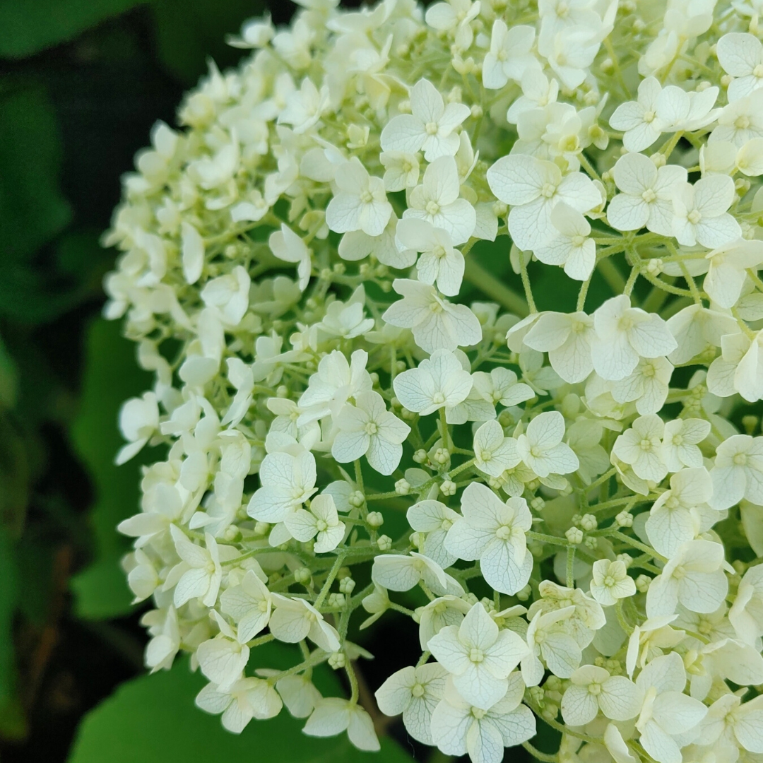 Hydrangea arborescens Annabelle flowering shrub in Ontario garden