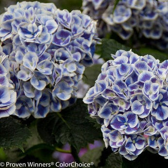 Cityline Mars Hydrangea with bold red-and-white blooms at Lakeside Garden Gallery Brampton Ontario